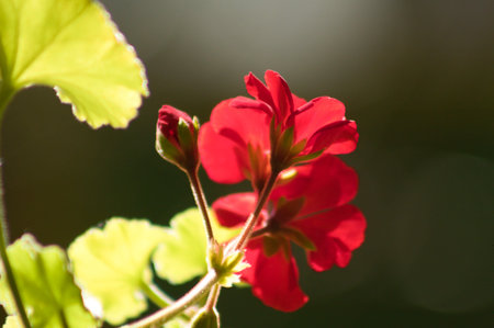 Close-up of red zonal geranium flower with dark blurred background