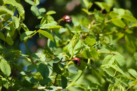 Close-up of dog rose plant with selective focus on foreground