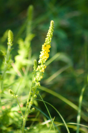 Close-up of common agrimony flower with blurred plants on background