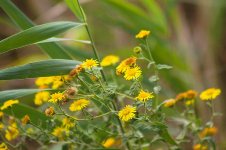 Close-up of common fleabane flowers with green blurred plants on background