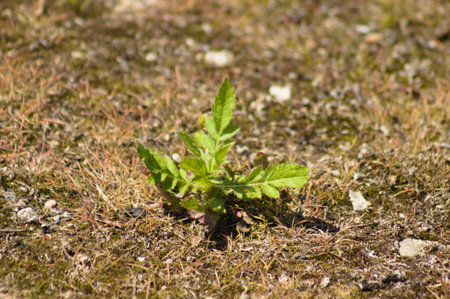 Close-up of field scabious growing from grass with selective focus on foregroundの写真素材