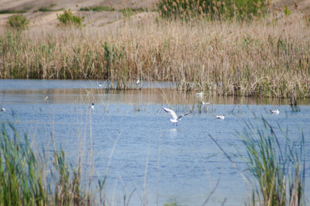 Close-up of rippled lake water with birds on itの写真素材