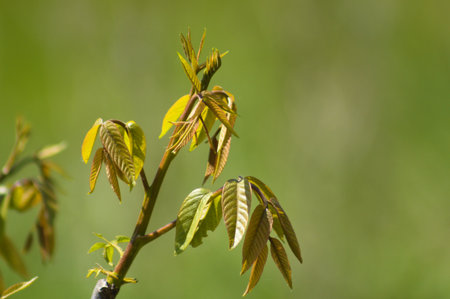 Close-up of english walnut new leaves with green blurred backgroundの写真素材