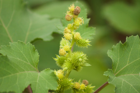 Close-up of common cocklebur green fruit with green blurred backgroundの写真素材