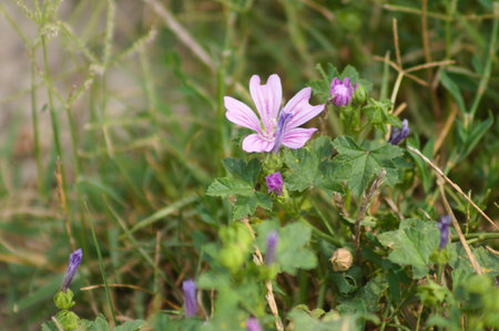 Close-up of common mallow flower with selective focus on foreground