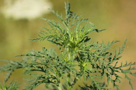 Close-up of annual ragweed leaves with green blurred backgroundの写真素材