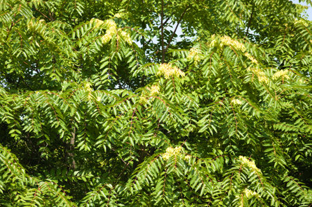 Close-up of leaves with blue sky on backgroundの写真素材