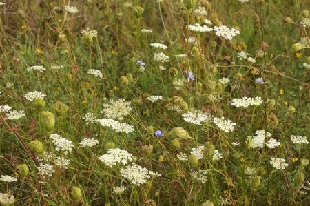 Close-up of wild carrot flowerbed with selective focus on foreground