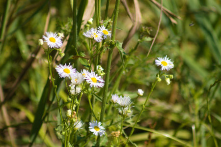 Close-up of annual fleabane flowers with green blurred plants on background