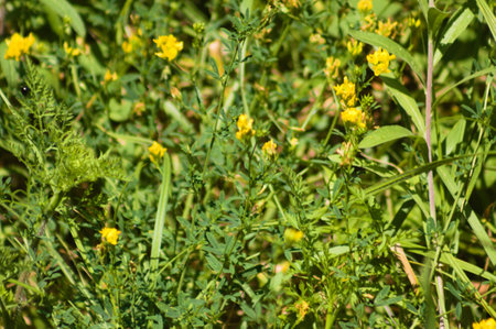 Close-up of sickle medick flowers with selective focus on foregroundの写真素材