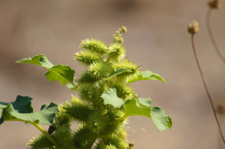 Close-up of common cocklebur green fruits with blurred backgroundの写真素材
