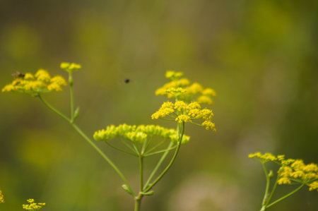 Close-up of yellow flowers with selective focus on foregroundの写真素材
