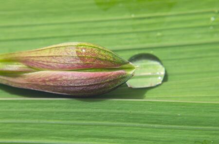 Flower and leaf macro with dropletsの写真素材