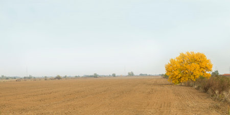 Autumn landscape. Yellow tree in agriculture fieldの写真素材