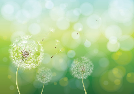 Vector illustration of spring background with white dandelions. Dandelion seeds blowing from stem.