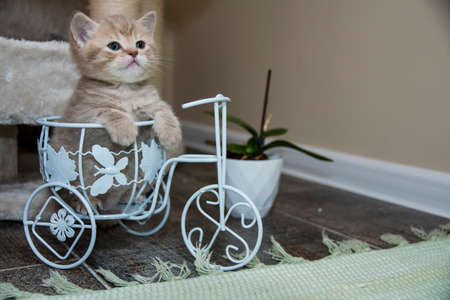 A rare golden British shorthair kitten on a decorative metal bicycleの写真素材