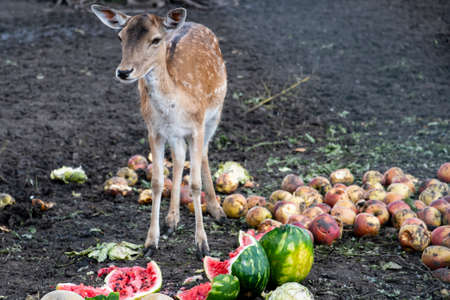 A fawn deer held in captivity and fruits food around it . High quality photo of a fawnの写真素材
