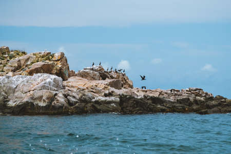 Cormorant birds resting on rocks in the Black Sea. The Black Sea is a sea in Bulgaria. High quality photoの写真素材