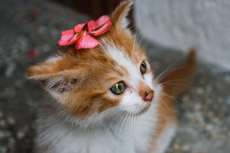 A stray orange kitten with beautiful green blue eyes and a pink flower on its head like a hatの写真素材