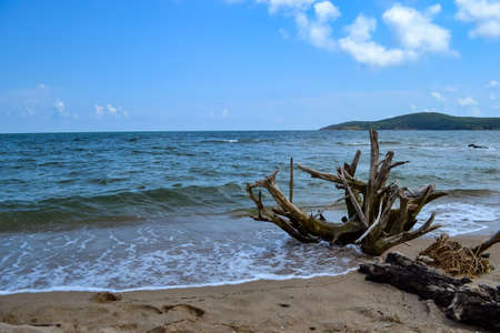 Big dry tree branches on the shore of a beach in Bulgariaの写真素材