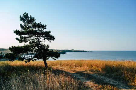 A landscape of high dry grass with a tree on it and a beach in background in Bulgariaの写真素材