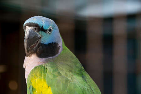 A beautiful blue green parrot portrait close up looking at the cameraの写真素材