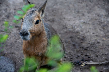 Wild patagonian mara with green leaves in front of itの写真素材