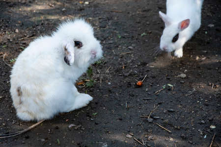 A wild bunny looking at the camera and another one approachingの写真素材