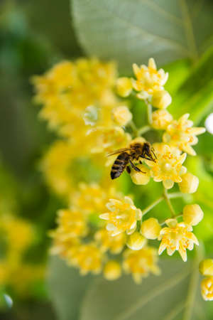 A bumblebee extracts pollen from a linden treeの写真素材