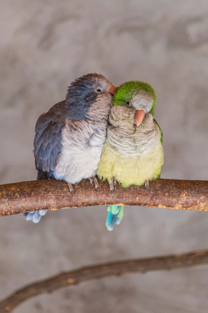 Two small birds kissing sitting on top of a tree branch. Two lovebirds cleaning each others...