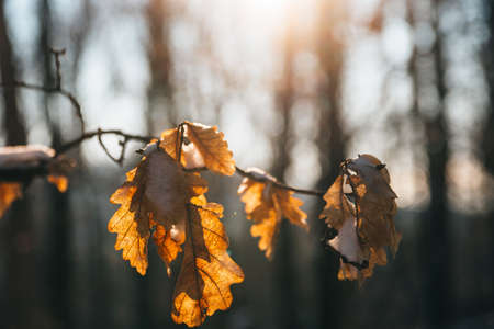 Sunset sun shining through orange leaves covered with a little snow. Tree branches covered in snow. Beautiful winter weather leaf. High quality photoの写真素材