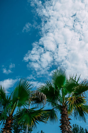 Green palm tree leaves shot from the bottom. Blue sky with white clouds behind the trees. Stunning...