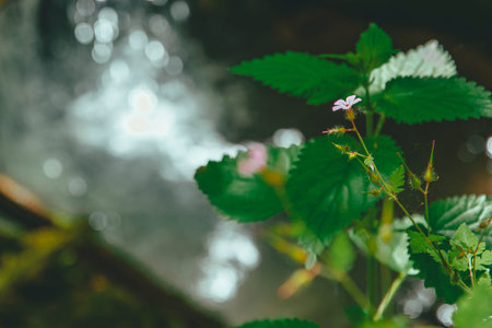Macro shot of a small pink flower on focus. Waterfall and trees in the background. Stunning nature....