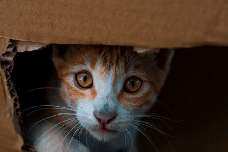Orange kitten with yellow orange eyes looking above at the sky. Beautiful cute small cat. High quality photoの写真素材