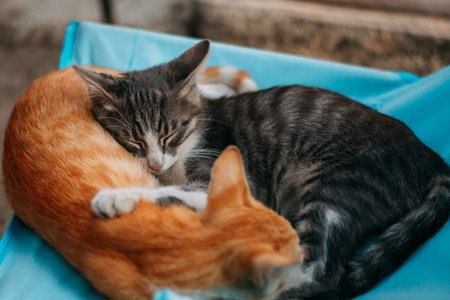 Two cute kittens sleeping on each other. Brother and sister cat sleeping together in summer. Sweet animals moments. High quality photoの写真素材