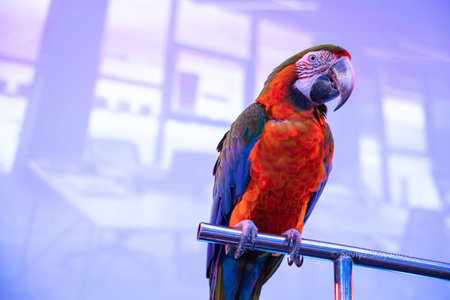Beautiful blue and yellow gold macaw in a conference room in captivity. Big screen in the...