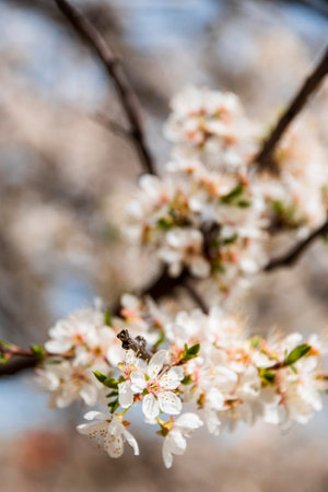 Blossom tree over nature background, Spring flowers, Spring Backgroundの写真素材