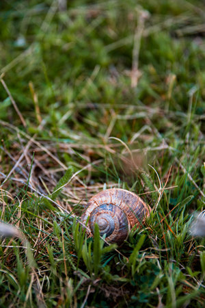 Snail shell home on the grass floor in the beginning of spring.の写真素材