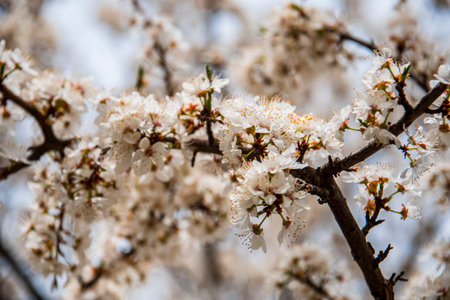 Blossom tree over nature background, Spring flowers, Spring Backgroundの写真素材