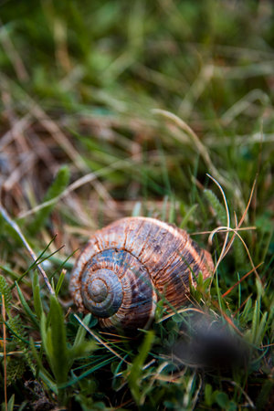 Snail shell home on the grass floor in the beginning of spring.の写真素材