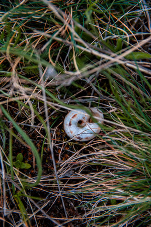 Snail shell home on the grass floor in the beginning of spring.の写真素材
