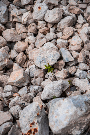 Grey white rocks river in an old mine. Grass growing through the rocks.の写真素材