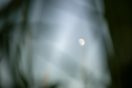 The moon through branches of a corn field. Beautiful landscape photography.の写真素材