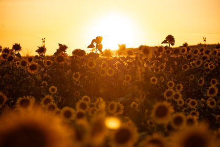 Beautiful field of blooming sunflowers on sunset golden light and blurry soft ten sunflower field natural backgroundの写真素材