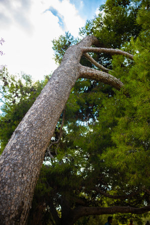 A picture of a tree taken to the top from beneath the tree. White cloud and blue sky in the...