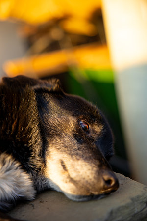 A cute dog puppy laying on sunset sun. Brown beautiful eyes.の写真素材