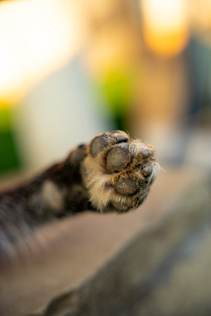 A dirty dog paw outside. Cute dog puppy animal paw. High quality photoの写真素材