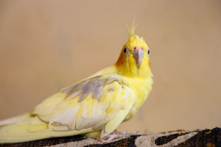 The cockatiel (Nymphicus hollandicus), also known as weiro bird, or quarrion, is a bird that is a member of its own branch of the cockatoo family endemic to Australia. . High quality photoの写真素材