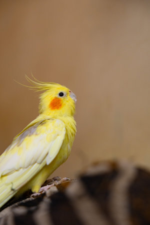 The cockatiel (Nymphicus hollandicus), also known as weiro bird, or quarrion, is a bird that is a...
