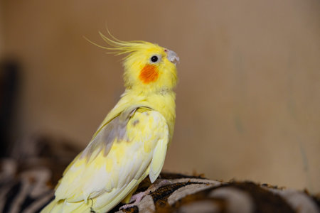 The cockatiel (Nymphicus hollandicus), also known as weiro bird, or quarrion, is a bird that is a...